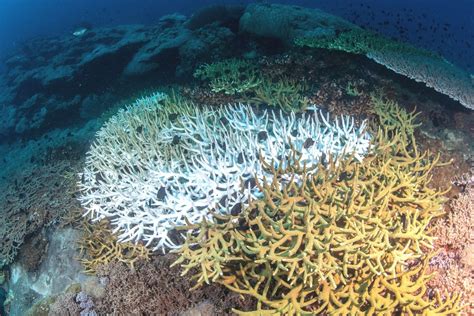 Coral Gardens: Creating Artificial Reefs for Restoration